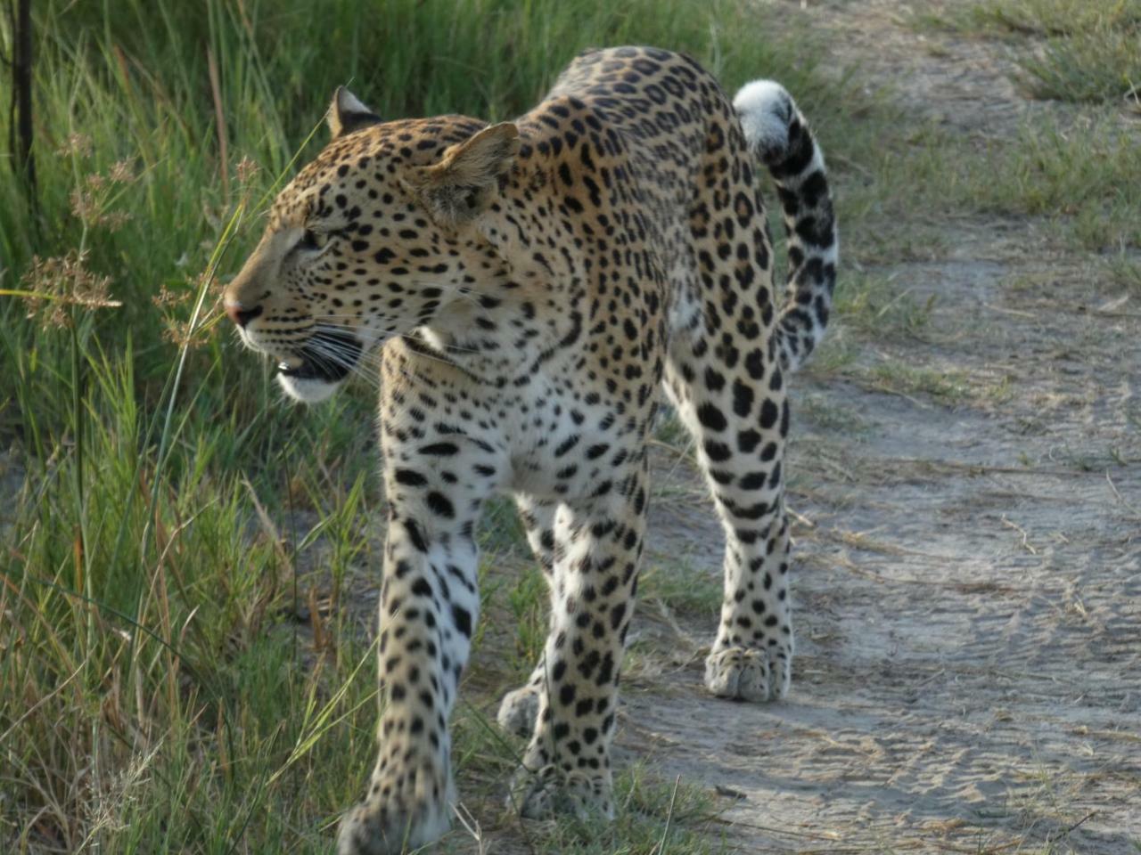 Island Safari Lodge Maun Extérieur photo